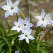 Ipheion uniflorum / Triteleia uniflorum / Brodiaea uniflorum