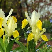 Iris bucharica