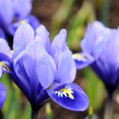 Iris reticulata