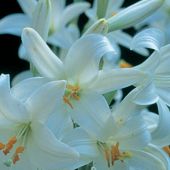 Lilium candidum