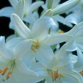 Lilium candidum