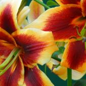 Lilium OT hybrids