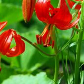 Lilium species