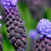 Muscari latifolium