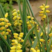 Muscari macrocarpum