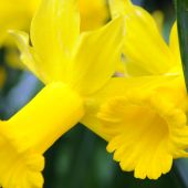 Narcissus Cyclamineus type