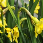 Narcissus Jonquilla type