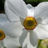 Narcissus Poeticus type