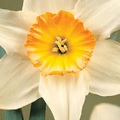 Narcissus Small Cup type