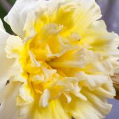 Narcissus Split-Corona type