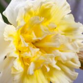 Narcissus Split-Corona type