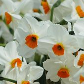 Narcissus Tazetta type