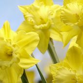 Narcissus Trumpet type