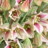 Nectaroscordum siculum / Allium siculum / Nectaroscordum siculum spp bulgaricum