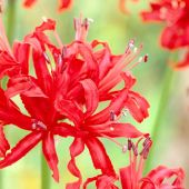 Nerine nectaroscordum