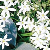 Ornithogalum nutans