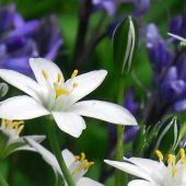 Ornithogalum umbellatum