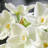 Paperwhite Narcissus / Narcissus Tazetta type