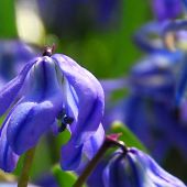 Scilla siberica