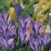 Triteleia laxa / Brodiaea laxa