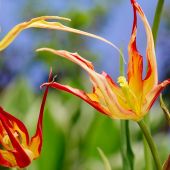 Tulipa acuminata / Tulipa cornuta / Tulipa stenopetala