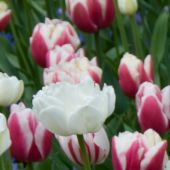 Tulipa Double Late group