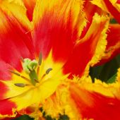 Tulipa Fringed group