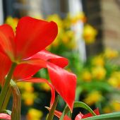 Tulipa linifolia / Tulipa batalinii