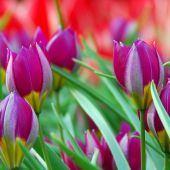 Tulipa pulchella / Tulipa humilis