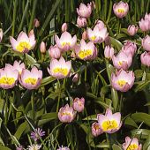 Tulipa saxatilis