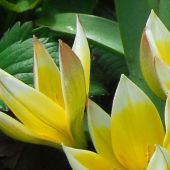 Tulipa tarda / Tulipa dasystemon