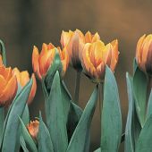 Tulipa Triumph group