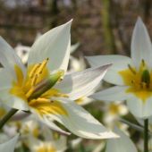 Tulipa turkestanica