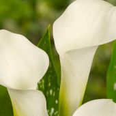 Zantedeschia albomaculata