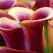 Zantedeschia hybrids