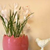 Indoor Potted Bulbs - Crocus