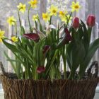 Potted Bulbs - Calla Lilies, Daffodils & Tulips