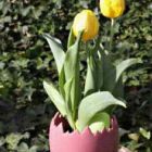 Potted Bulbs - Tulips